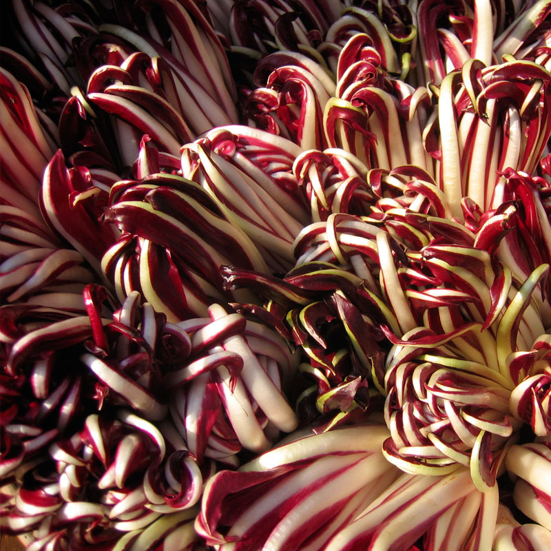 radicchio di treviso